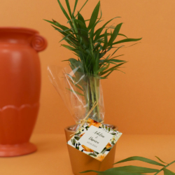 Plante pot céramique Ø7 cm