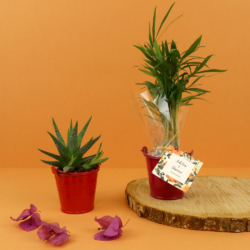 Plante pot zinc Ø7 cm