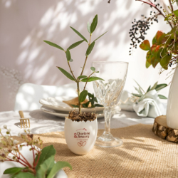 œuf mini plant d’arbre