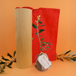 Plant d'arbre en tube bois