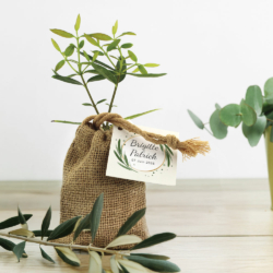 Mini Plant d'arbre en pochon