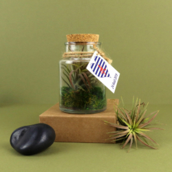 Tillandsia en petit flacon d'apothicaire