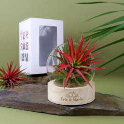 Tillandsia en terrarium socle bois