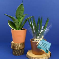 Plante prestige pot Ø7cm